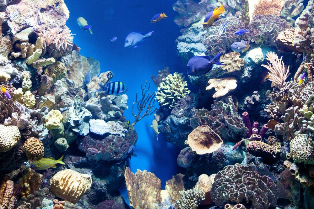 Sea Life Aquarium – Spectacular collection of Aquatic Animals